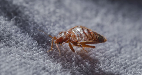 Bed Bug Extermination & Control Service In Norfolk County, Ontario